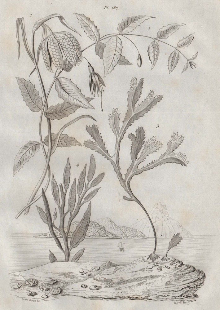 PLANTS. Fritillaire (Fritillary). Fuchsia. Fucus algae 1834 old antique print